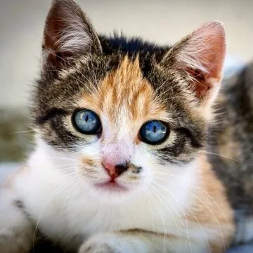 星欧娱乐 App 界面